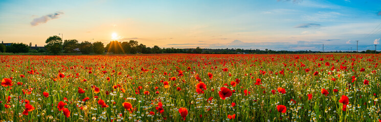 Wall Mural - Landscape with nice sunset over poppy field 