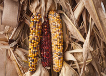 Colorful Corn, Hanging To Dry As Autumn Decorations, Fall, Harvest