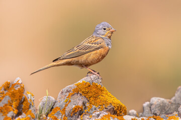 Sticker - Cretzschmars bunting singing on rock