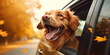 A happy dog peeks out of a car window while driving through a fall suburb. Autumn orange trees stand along the road and bright leaves fall during an exciting trip.