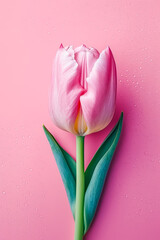 Wall Mural - Pink tulip on pink background with drops of water on it.