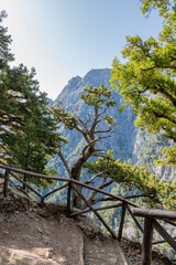 Wall Mural - View of the hiking path and trees, Samaria Gorge, Crete, Greece