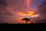Fototapeta Sawanna - Tree silhouettes and beautiful sunset sky background in the evening.