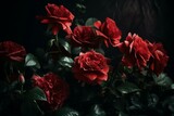 Fototapeta Tulipany - Group of scarlet roses. Generative AI