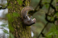 Grey Squirrel Upside Down Hanging Onto A Tree