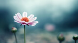 Fototapeta  - Beautiful pink chrysanthemum flower on the blurred background