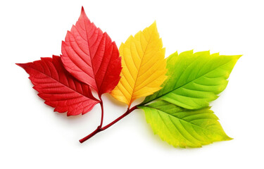 Wall Mural - Red, yellow and green autumn tree leaves on one branch over white background