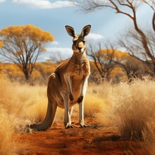 Wildlife A Full Body Photography Of Kangaroo In The Savanna