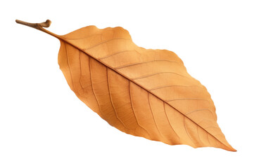 Wall Mural - Brown dry autumn tree leaf cut out
