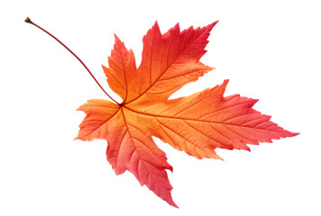 Wall Mural - vivid red and orange autumn tree leaf cut out