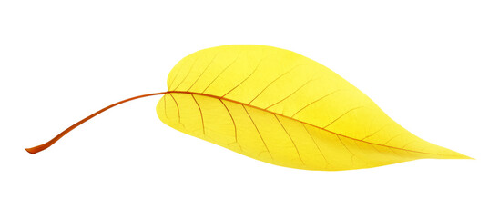 Wall Mural - Bright yellow autumn tree leaf cut out