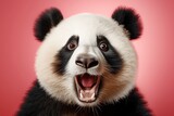 Fototapeta Zwierzęta - Shocked panda with big eyes isolated on pink background, funny animal expression, cute and surprised face