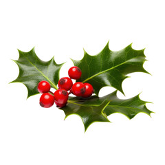 sprig of european holly isolated