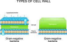 Types Of Bacterial Cell Wall. Gram-negative Bacteria And Gram-negative Bacteria.