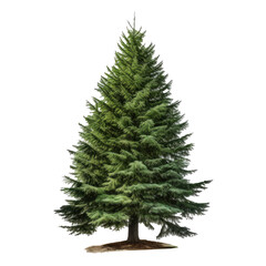 christmas tree isolated