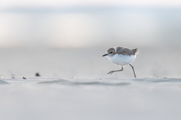 bird on the beach, young kentish plover.