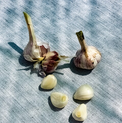 Wall Mural - Garlic cloves and a head of garlic on a gray burlap.