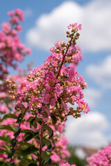 Wall Mural - Lagerstroemia indica in blossom. Beautiful pink flowers on Сrape myrtle tree on blurred blue sky background. Selective focus.