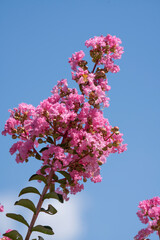 Wall Mural - Lagerstroemia indica in blossom. Beautiful pink flowers on Сrape myrtle tree on blurred blue sky background. Selective focus.