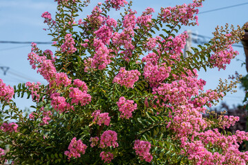 Wall Mural - Lagerstroemia indica in blossom. Beautiful pink flowers on Сrape myrtle tree on blurred blue sky background. Selective focus.