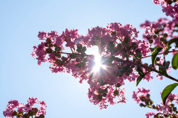 Wall Mural - Lagerstroemia indica in blossom. Beautiful pink flowers on Сrape myrtle tree on blurred blue sky background. Selective focus.