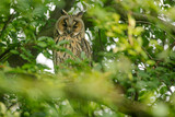 Fototapeta  - Close up of young long eared owl (Asio otus) sitting and sleeping on dense branch deep in crown. Wildlife tranquil portrait scene of bird in nature habitat background.