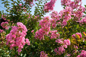 Wall Mural - Lagerstroemia indica in blossom. Beautiful pink flowers on Сrape myrtle tree on blurred blue sky background. Selective focus.