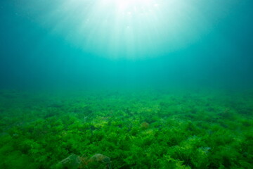  Sunlight underwater with green seaweed on the seabed, natural background in the Atlantic ocean, Spain, Galicia, Rias Baixas