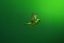 Green Bird Flying On Solid Green Background