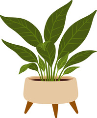 Spathiphyllum in pot. Cartoon vector indoor plant with glossy, dark green leaves and elegant white flowers that thrive in low-light conditions, perfect for adding a touch of nature to home or office