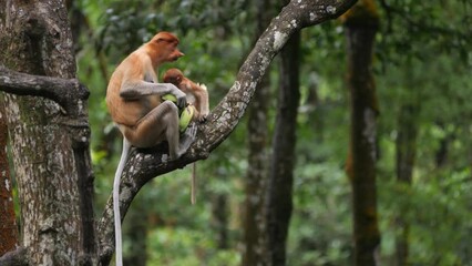 long nose monkey with baby. proboscis monkey baby playing in mangrove tree. female proboscis monkey 