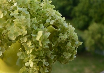 Wall Mural - Green hydrangea in a green teapot on the background of the garden