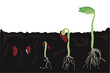 Growth stages of bean plant. Bean growing stages vector illustration