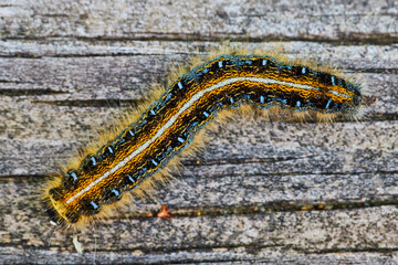 Straight down macro close up stock image stock photo of Eastern Tent Caterpillar