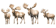 Watercolor Moose Clipart For Graphic Resources