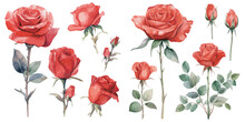Watercolor Red Rose Clipart For Graphic Resources