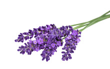Lavender Flowers Bunch Lying Horizontally With Selective Focus Isolated Cutout