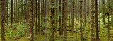 Fototapeta Perspektywa 3d - Located on the Olympic Peninsula, the moss-covered Hoh rainforest is one of the largest temperate rainforests in the U.S. Receiving over 100 inches of rain annually, the region is lush with flora.