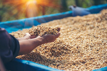 Close Up Hand With Raw Coffee Beans Heap Dry Green Seed. Farmer's Hands Selected Waste Rod Unroasted Grain In Eco Farm. Arabica Farm Plant Coffee Bean Agriculture Objects. Sun Dried Fresh Black Coffee