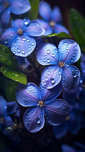 Madagascar Periwinkle Flowers With Water Droplets