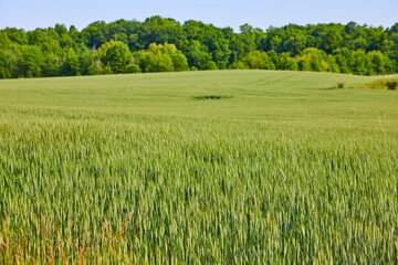 Wall Mural - Large field of green grains and hole in center of field with forest background asset