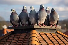 On A Winter Day, A Group Of Pigeons Has Found Their Preferred Spot For Sunbathing On The Roof Of One Of The Environmentally-friendly Houses In England, Which Is Equipped With Solar Panels.