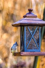 Where Did These Come From - Tufted Titmouse Coming In For A Landing To Grab A Bite To Eat From The Bird Feeder
