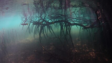 Wall Mural - Sunlight pierces the dark shadows of a mangrove forest growing in Komodo National Park, Indonesia. Mangroves serve as vital nursery areas for fish and invertebrates. They also reduce runoff from land.