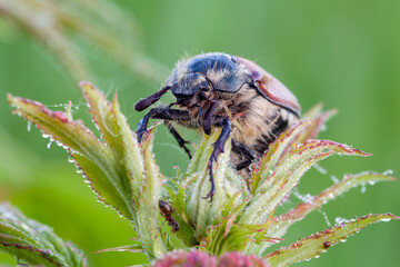 Wall Mural - the cockchafer beetle also known as a may bug or doodlebug sitting on green leaf. the pest control i