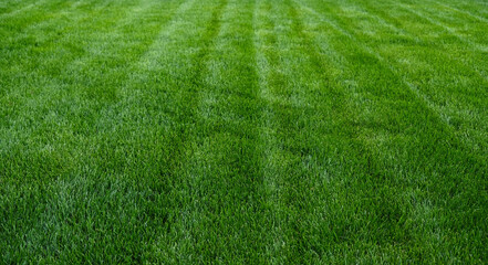 Close-up green grass, natural greenery texture of lawn garden. Stripes after mowing lawn court. Lawn for training football pitch, Golf Courses.