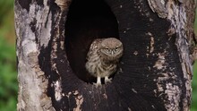 Cute Shot Of An Owlet Standing In The Opening Of A Tree Moving Its Head Up And Down And Staring Forward, Slow Motion