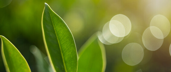 Wall Mural - nature of green leaf bokeh in garden at summer under sunlight. natural bokeh of green leaves plants 