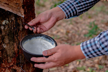 Wall Mural - Rubber farmer carefully harvesting the latex from the rubber trees to ensure a bountiful yield.