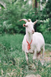 close up white goat standing in farm, cute animal wallpaper background concept